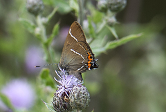 Satyrium w-album