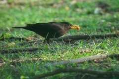 Turdus mandarinus