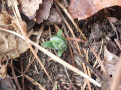 Lithospermum canescens