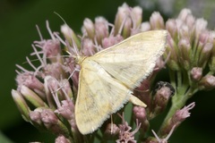 Paratalanta hyalinalis