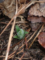 Lithospermum canescens