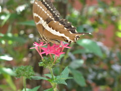Papilio delalandei