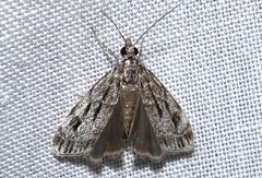 Eudonia strigalis