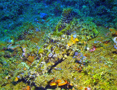 Cymbacephalus beauforti