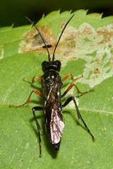 Tenthredo mandibularis