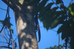 Sciurus granatensis