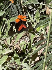 Heliconius hortense