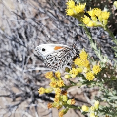 Argyrophorus argenteus