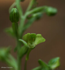 Habenaria petalodes