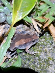 Microhyla mukhlesuri