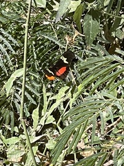 Heliconius hortense