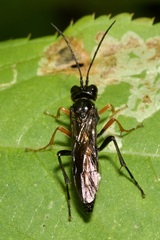 Tenthredo mandibularis