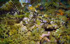 Cymbacephalus beauforti