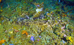 Cymbacephalus beauforti