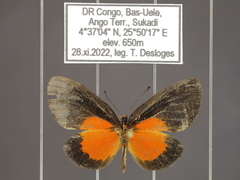 Ptelina carnuta