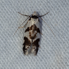 Oxythecta alternella