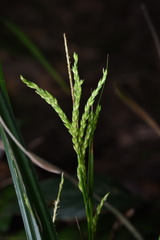 Carex truncatigluma