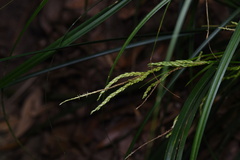 Carex truncatigluma