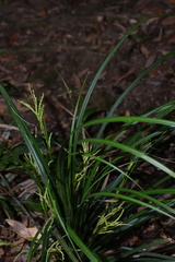 Carex truncatigluma