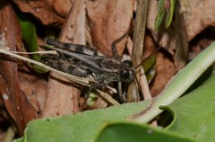 Calliptamus italicus