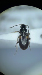 Bembidion mutatum