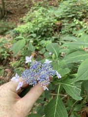 Hydrangea serrata