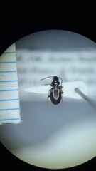 Bembidion mutatum