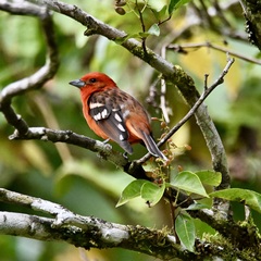 Piranga bidentata