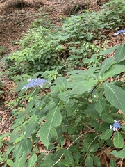 Hydrangea serrata
