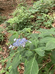 Hydrangea serrata