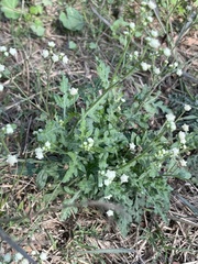 Parthenium