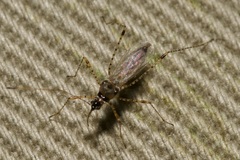 Gampsocoris punctipes