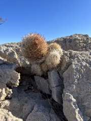 Escobaria chlorantha