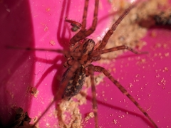 Tegenaria ferruginea
