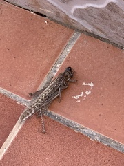 Schistocerca gregaria