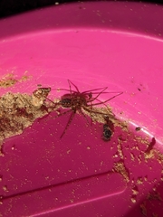 Tegenaria ferruginea