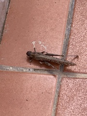 Schistocerca gregaria