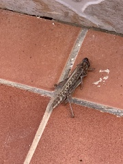 Schistocerca gregaria