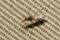 Gampsocoris punctipes