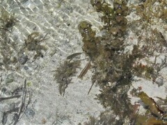 Decapoda