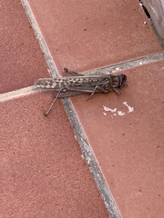 Schistocerca gregaria