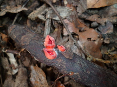 Sarcoscypha coccinea