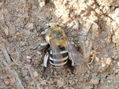 Amegilla quadrifasciata