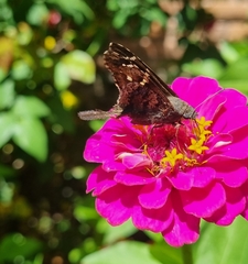 Eudaminae