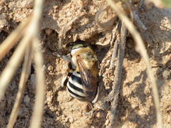 Amegilla quadrifasciata