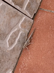 Schistocerca gregaria