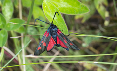 Zygaena lonicerae