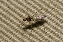 Gampsocoris punctipes