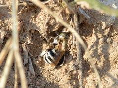 Amegilla quadrifasciata