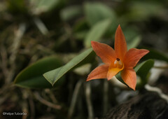 Cattleya cernua